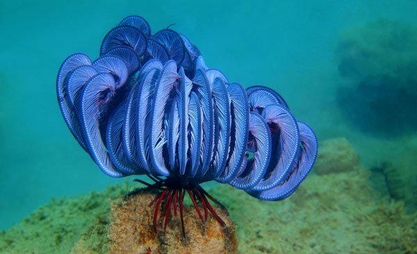 These bizarre-looking marine animals generally like shallow water, but they have been found on ocean floors up to 9 km below the surface. The arms, which have feathery fringes and can be used for swimming, usually number five. Feather stars use their grasping “legs” (called cirri) to perch on sponges, corals, or other substrata and feed on drifting microorganisms, trapping them in the sticky arm grooves.