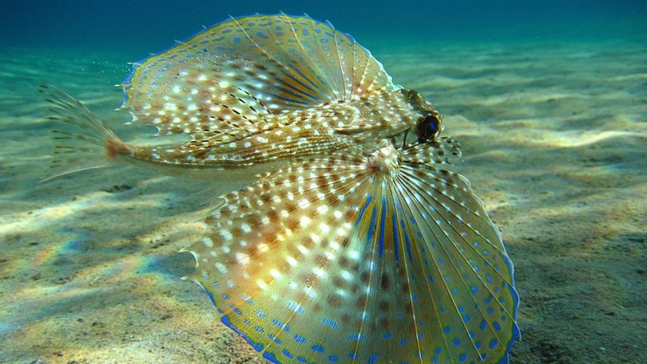10 unusually beautiful sea creatures