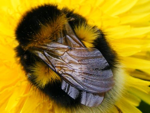 Bees can often be found sleeping on flowers, however they usually buzz away as soon as they encounter any disturbance.