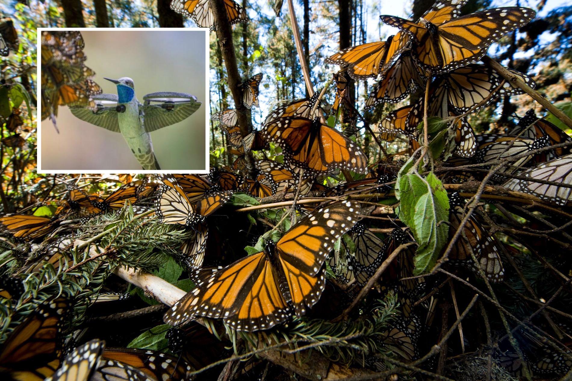Unprecedented Deal to Protect Monarch Butterfly Habitat + uniquely-captured footage of a swarm
