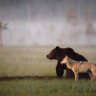 Unique friendship between wolf and bear documented by Finnish photographer