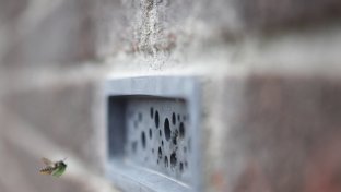 Bee bricks become mandatory for new buildings in British beach resort