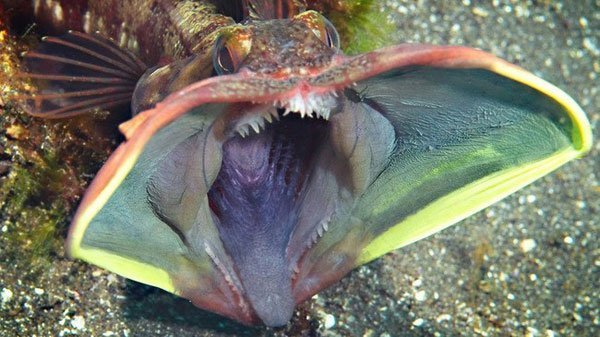 The sarcastic fringehead (Neoclinus blanchardi) is a foot-long fish that lives off the Pacific coast of North America. When unthreatened, the fringehead's visage is fairly unremarkable. But if a marine predator (or stray human hand) attempts to dislodge a fringehead from its crevasse, the fish will race into action, brandishing its frightening Predator-like mouth at the interloper. — Granted, it’s not an “unusually beautiful” sea creature, but it is colourful and we thought the name was funny.
