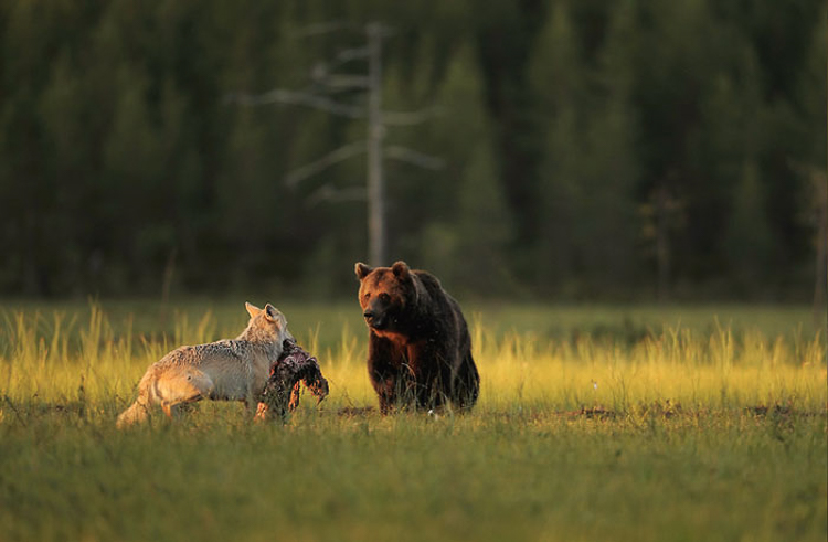 However, this male bear and female wolf clearly see the softer side in one another and eat dinner together.