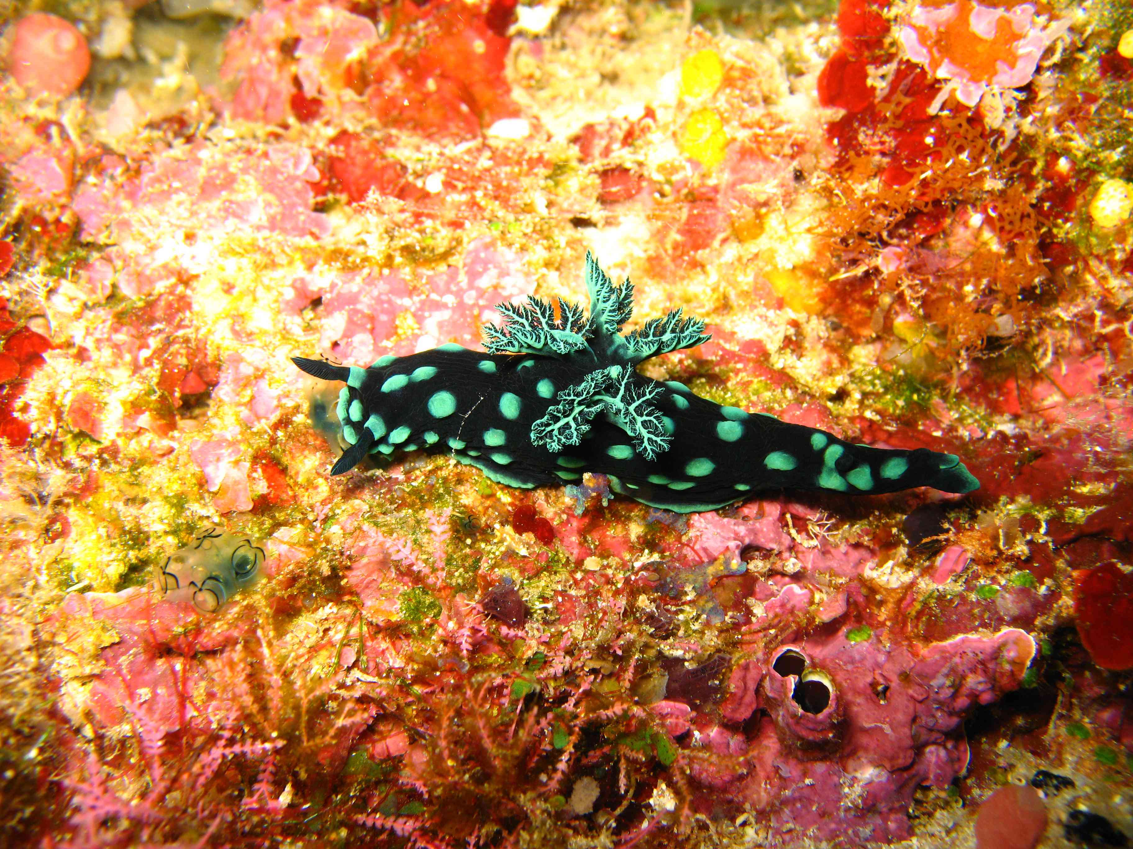 You probably know of nudibranchs by their informal name: sea slugs. These soft-bodied marine mollusks include more than 3,000 species and live in seas all over the world. Nudibranchs can be a variety of bright, beautiful colors and patterns. This is a defense mechanism because of their lack of shell. They resemble the plants around them to camouflage themselves from predators. Additionally, bright colors scare away potential dangers as they generally signal that a creature is poisonous (even if it isn't).
