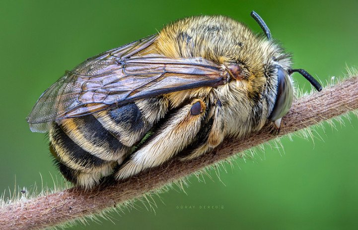 Bees sleep by bowing their head to towards the ground, stooping down their antennae and resting their wings on their bodies.