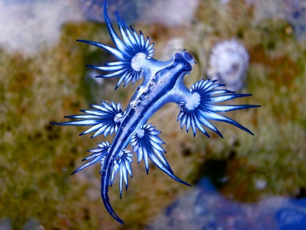 The glaucus atlanticus, aka. the “blue dragon” is a species of brightly colored sea slug (nudibranch), and can be found throughout the Atlantic, Pacific and Indian Oceans in temperate and tropical waters. Like most nudibranchs, this species incorporates toxic chemicals or stinging cells from its prey into its own skin. This ability provides the blue glaucus with a defense mechanism against predation.