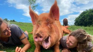 At this Brazilian sanctuary every animal is treated with the love and respect is deserves